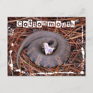 Carte Postale Un serpent venimeux de l'Est de Cottonmouth