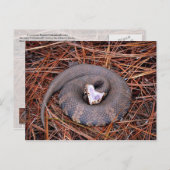 Carte Postale Un serpent venimeux de l'Est de Cottonmouth (Devant / Derrière)