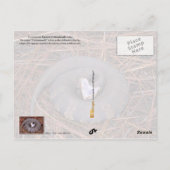 Carte Postale Un serpent venimeux de l'Est de Cottonmouth (Dos)