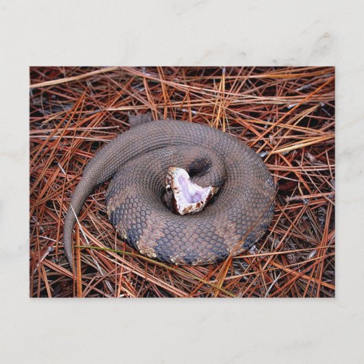Carte Postale Un serpent venimeux de l'Est de Cottonmouth (Devant)