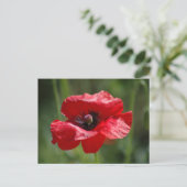Carte Postale Un seul pavot rouge (Debout devant)