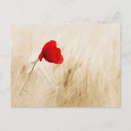 Carte Postale Un seul pavot rouge dans un champ de graminées (Devant)