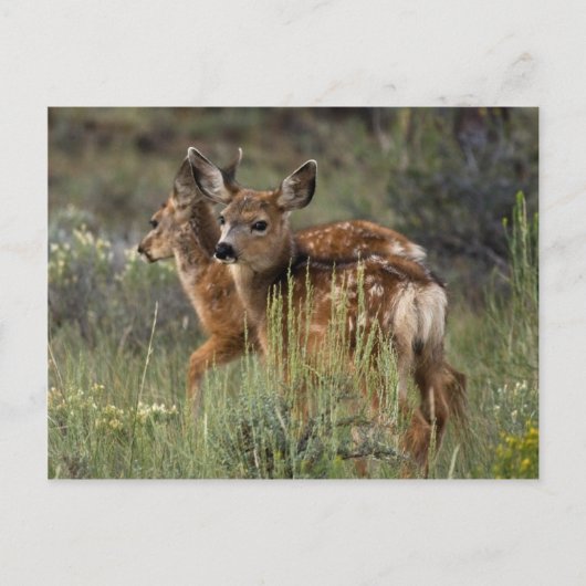 Carte Postale Un seul regard (Devant)