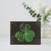 Carte Postale Un Shamrock couvert de Dew (Debout devant)
