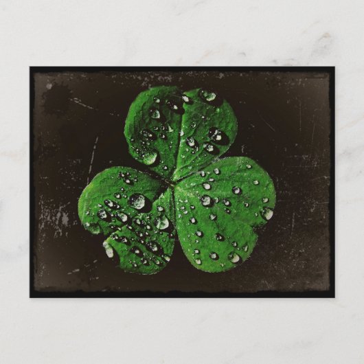 Carte Postale Un Shamrock couvert de Dew (Devant)