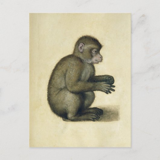 Carte Postale Un singe (Devant)