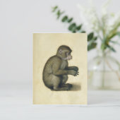 Carte Postale Un singe (Debout devant)