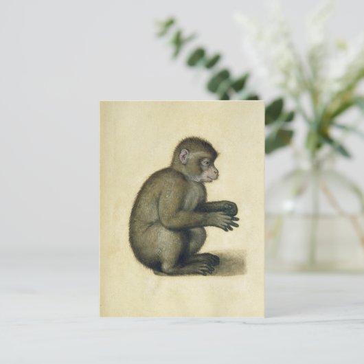 Carte Postale Un singe (Debout devant)