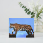 Carte Postale Un succès pour les tigres (Debout devant)