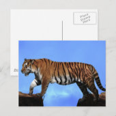 Carte Postale Un succès pour les tigres (Devant / Derrière)