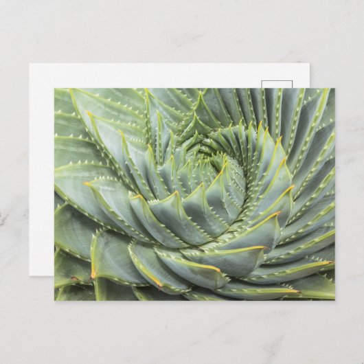 Carte Postale Un succès vert et blanc (Devant / Derrière)