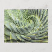 Carte Postale Un succès vert et blanc (Devant)