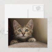 Carte Postale Un Tabby Kitten Très Sucré (Devant / Derrière)