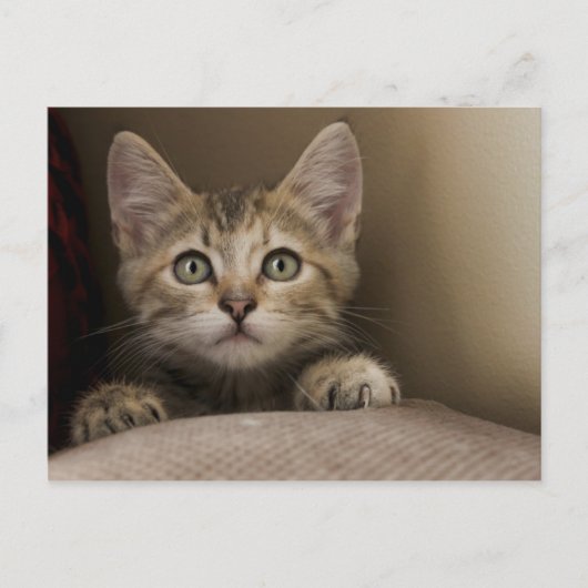 Carte Postale Un Tabby Kitten Très Sucré (Devant)