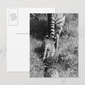 Carte Postale Un tigre avec ses deux petits animaux au zoo de (Devant / Derrière)