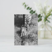 Carte Postale Un tigre avec ses deux petits animaux au zoo de (Debout devant)