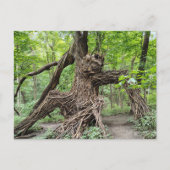 Carte Postale Un troll dans la forêt (Devant)