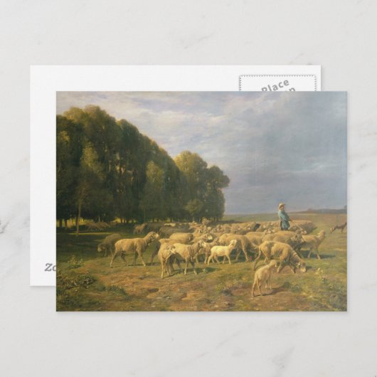 Carte Postale Un troupeau de moutons dans un paysage (Devant / Derrière)