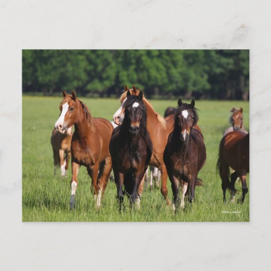 Carte Postale Un troupeau de poneys gallois debout dans le champ (Devant)