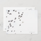Carte Postale Un troupeau d'oiseaux vole vers le ciel (Devant / Derrière)