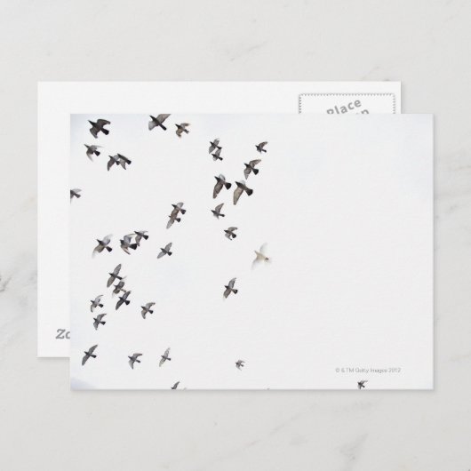 Carte Postale Un troupeau d'oiseaux vole vers le ciel (Devant / Derrière)