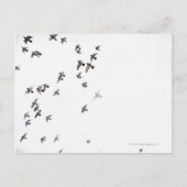 Carte Postale Un troupeau d'oiseaux vole vers le ciel (Devant)