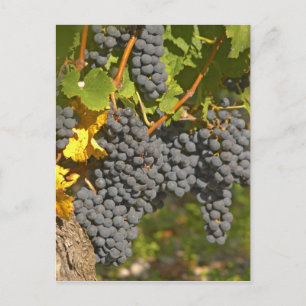 Carte Postale Un vignoble avec des grappes de raisin Merlot mûre