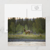 Carte Postale Un wapiti féminin regarde la caméra avec un (Devant / Derrière)