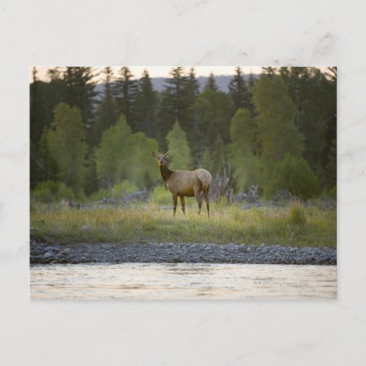 Carte Postale Un wapiti féminin regarde la caméra avec un (Devant)