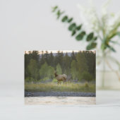 Carte Postale Un wapiti féminin regarde la caméra avec un (Debout devant)