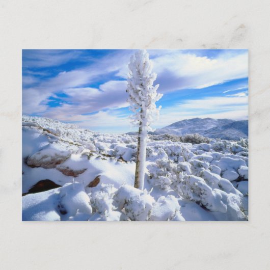 Carte Postale Un yucca enneigé (Devant)