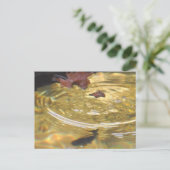 Carte Postale Underwater Trout feeding in Smoky Mountain creek (Debout devant)