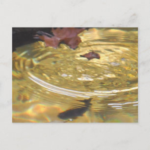 Carte Postale Underwater Trout feeding in Smoky Mountain creek