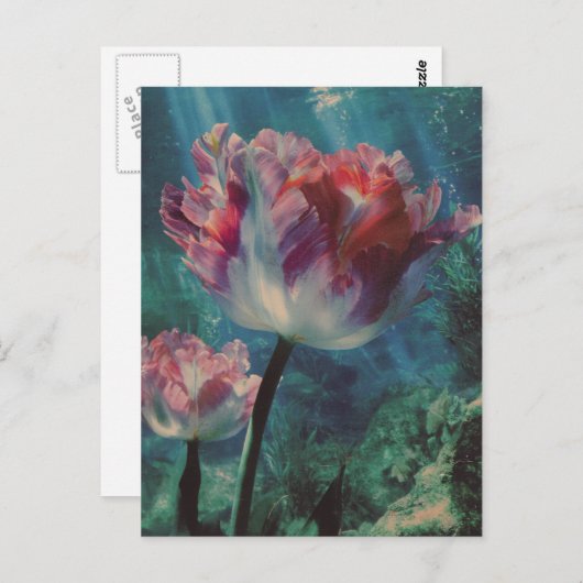 Carte Postale Underwater Tulip (Devant / Derrière)