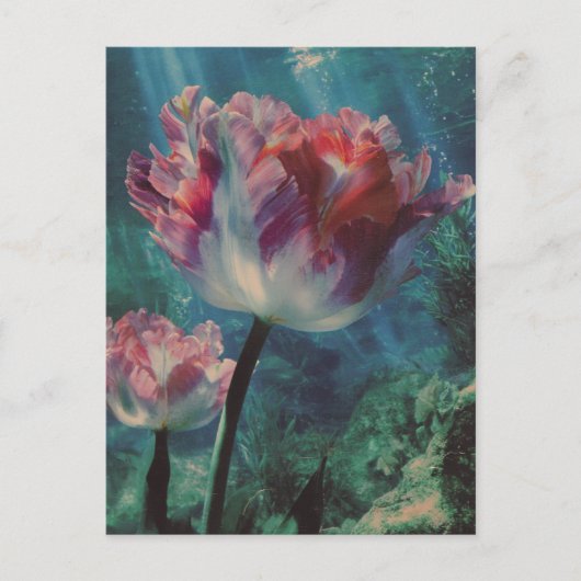Carte Postale Underwater Tulip (Devant)