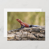 Carte Postale Une Agama Mwanzae prend un bain de soleil (Devant / Derrière)
