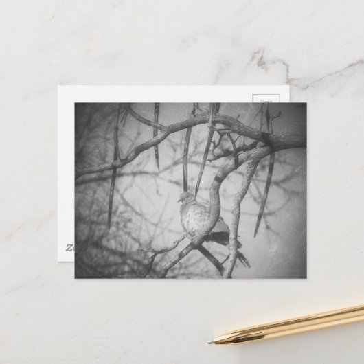 Carte Postale Une belle Colombe Noir et Blanc (Devant/Arrière en situation)