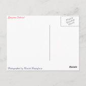 Carte Postale Une belle fleur de Salvia orange (Dos)