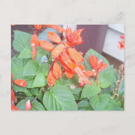 Carte Postale Une belle fleur de Salvia orange (Devant)