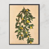 Carte Postale Une branche de citrons, Limone, Garda, Lac de, Ita (Devant)