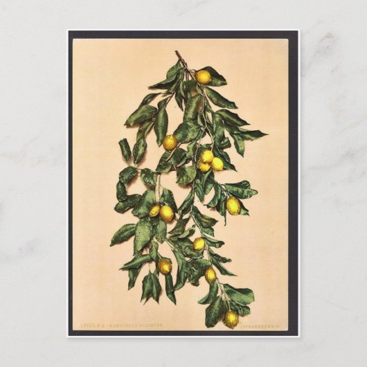 Carte Postale Une branche de citrons, Limone, Garda, Lac de, Ita (Devant)