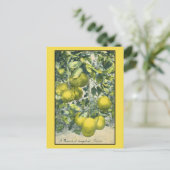 Carte Postale Une branche de Pamplemousse, Floride (Debout devant)