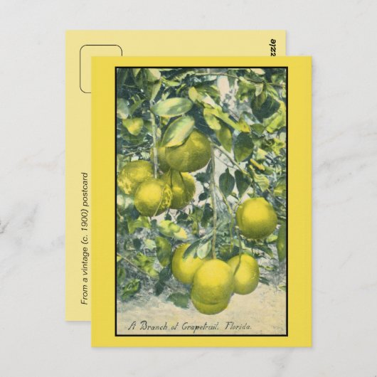 Carte Postale Une branche de Pamplemousse, Floride (Devant / Derrière)