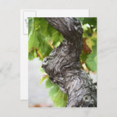 Carte Postale Une branche d'une vigne très ancienne avec des gen (Devant / Derrière)
