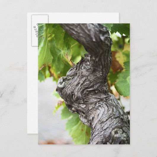 Carte Postale Une branche d'une vigne très ancienne avec des gen (Devant / Derrière)