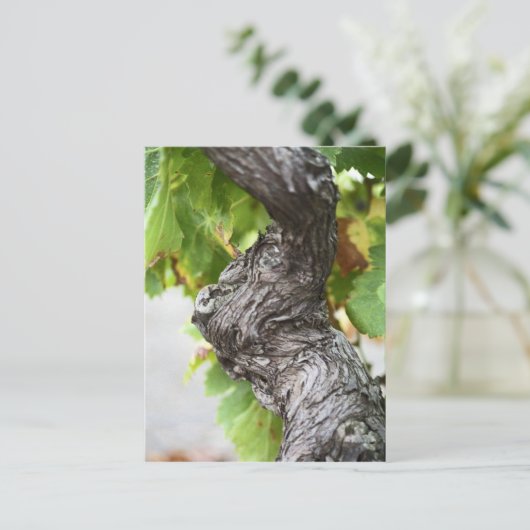 Carte Postale Une branche d'une vigne très ancienne avec des gen (Debout devant)