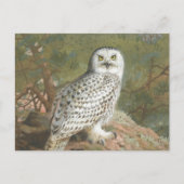 Carte Postale Une Chouette neigeuse par Archibald Thorburn (Devant)