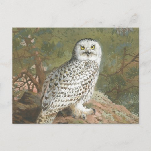 Carte Postale Une Chouette neigeuse par Archibald Thorburn (Devant)