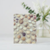 Carte Postale Une Collection De Coquillages (Debout devant)