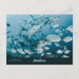 Carte Postale Une école de poissons près des Maldives